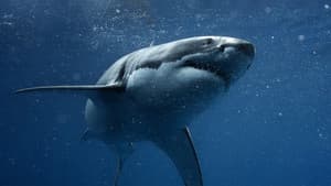 Shark vs. Tuna — foto 2
