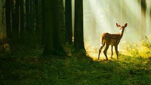 Bambi: Una Aventura en el Bosque — foto 5