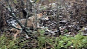 Wolf — foto 8