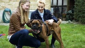 Hund søger hjem — foto 1