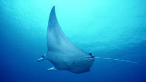 Deep Sea Killers — foto 3