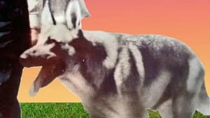 My Dog Shep — foto 1