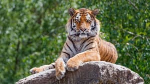 Tigre de Sibérie, seigneur sans frontières — foto 2