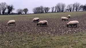 A Field of Sheep — foto 1