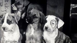 Pups Is Pups — foto 1
