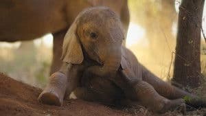 La cría de elefante