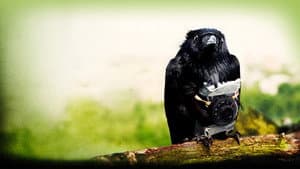 Four Lions — foto 1