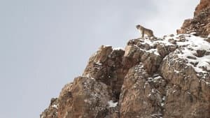 El leopardo de las nieves — foto 3