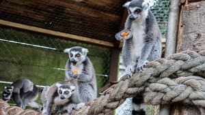 Knockhatch Animal Conservation: A Short Documentary — foto 1