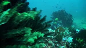 Dyesebel — foto 11