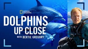 Delfines en primer plano con Bertie Gregory — foto 8