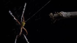 Micro Monsters with David Attenborough — foto 4