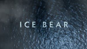 Osos Polares: Ice Bear — foto 2