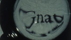 Looking Glass Insects — foto 1