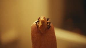 Flick — foto 1