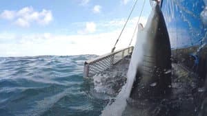 Blitzkrieg Sharks — foto 1