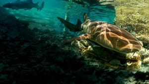 Ataque de Tiburones — foto 3