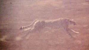 The Mark of Lilith — foto 6