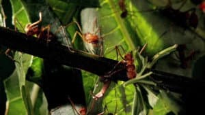 Micro Monsters with David Attenborough — foto 1