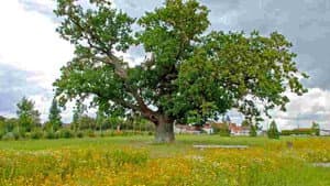 Le génie des arbres — foto 1