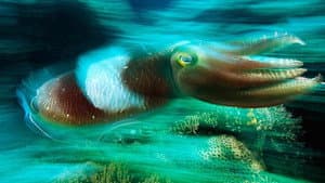 Cuttlefish: Kings of Camouflage — foto 1