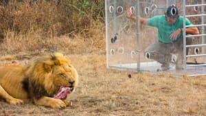 Man V. Lion — foto 7