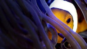 Australia's Ocean Odyssey: A journey down the East Australian Current — foto 2