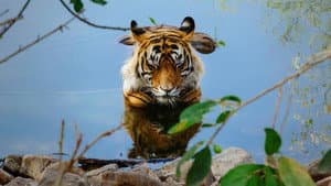 Tiger 24 — foto 2