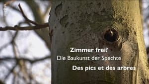 Zimmer Frei? Die Baukunst der Spechte — foto 1