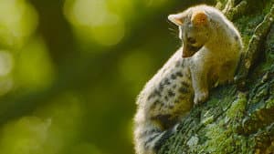 Iberia's Woodlands: Life on the Edge — foto 3