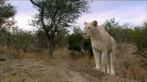 The White Lions — foto 1