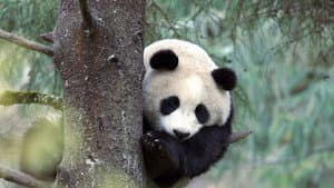 Der Große Panda — foto 1