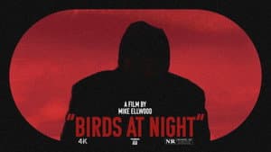 Birds at Night — foto 1