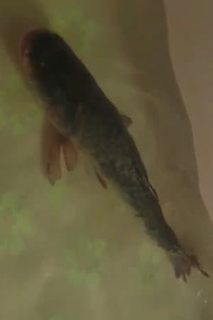 Carp