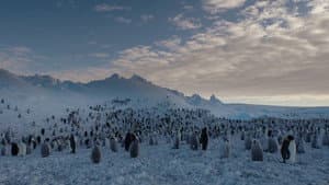 Les Secrets des Animaux des Glaces — foto 1