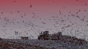 Fresh Kill — foto 6