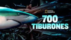 700 requins dans la nuit — foto 9