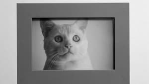 /'gatos/ — foto 1