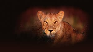 Wild Botswana — foto 1