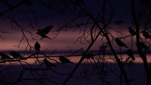 Krähen - Nature Is Watching Us — foto 1
