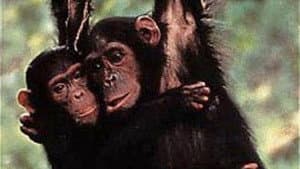 Among the Wild Chimpanzees — foto 1