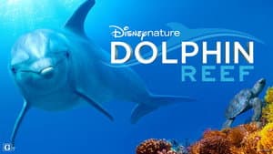 Arrecifes de delfines — foto 6