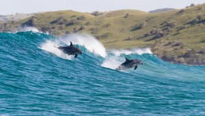Arrecifes de delfines — foto 5