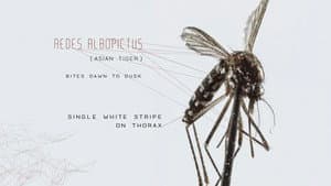 Mosquito — foto 1