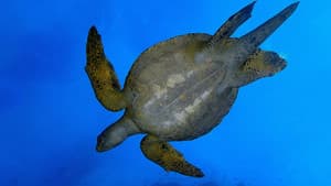 Wild Galápagos — foto 1