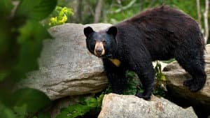 Smoky Mountain Park Rangers — foto 5