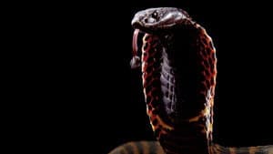 Cobra Mafia — foto 1