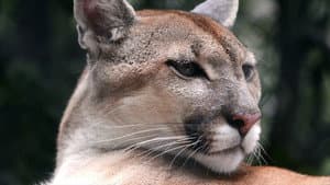 Puma, le fantôme du Gévaudan — foto 4
