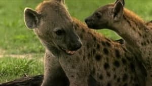 Eternal Enemies: Lions and Hyenas — foto 2