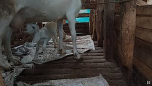Animal Farm — foto 1